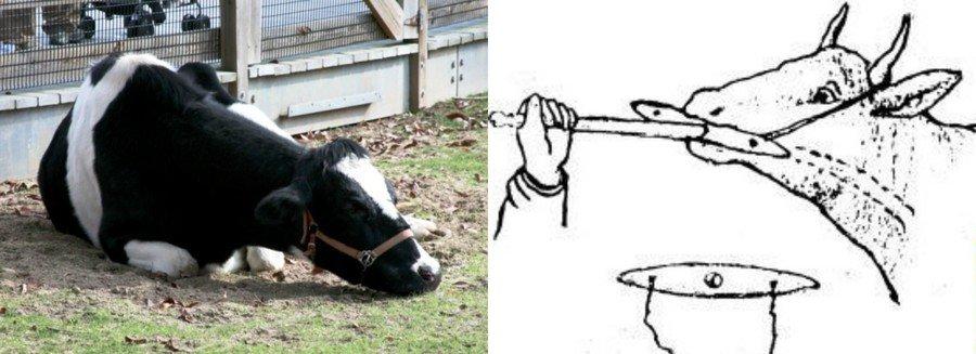 A szarvasmarhák nyelőcső obstrukciójának okai és tünetei, hogyan kell kezelni