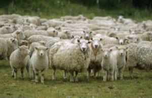 Ledande länder inom fåravel och där denna industri utvecklas, där det finns fler boskap