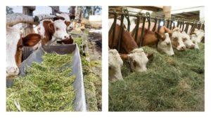 2 typer av boskap som utfodrar, vilken mat som behövs och hur man väljer kalvar