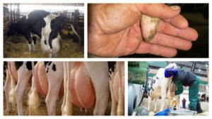 Symtom på juverödem i en ko efter kalvning och behandling hemma