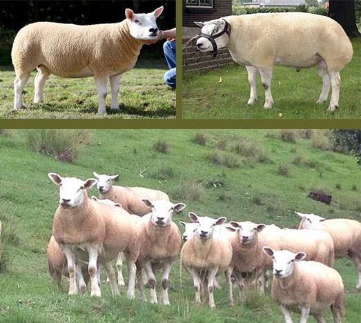 • a bárányok gyorsan növekednek, de 3 hónap elteltével sok súlyt veszítenek.