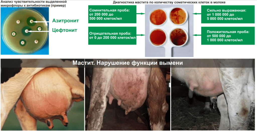 Subklinikinio karvių mastito apibrėžimas ir gydymas namuose
