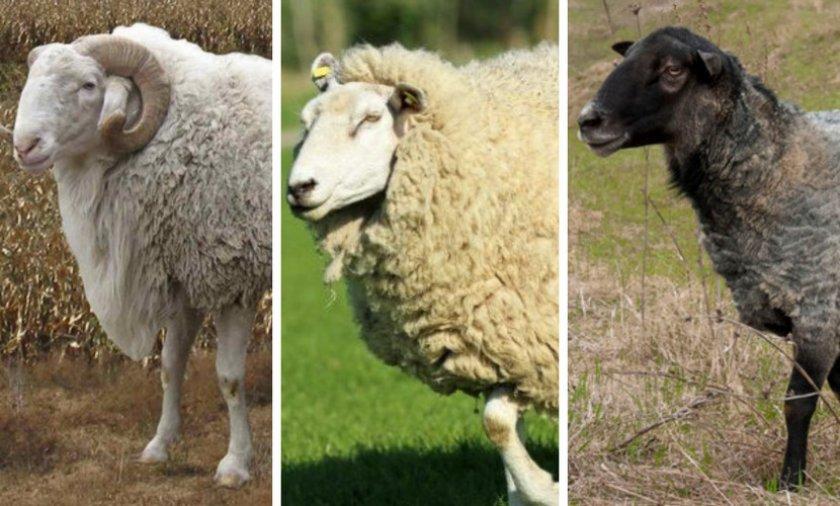 élevage de moutons de boucherie