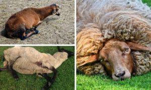 Pôvodca bradzotu u oviec a príznaky choroby, liečba a prevencia