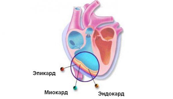 Endocardium of the heart