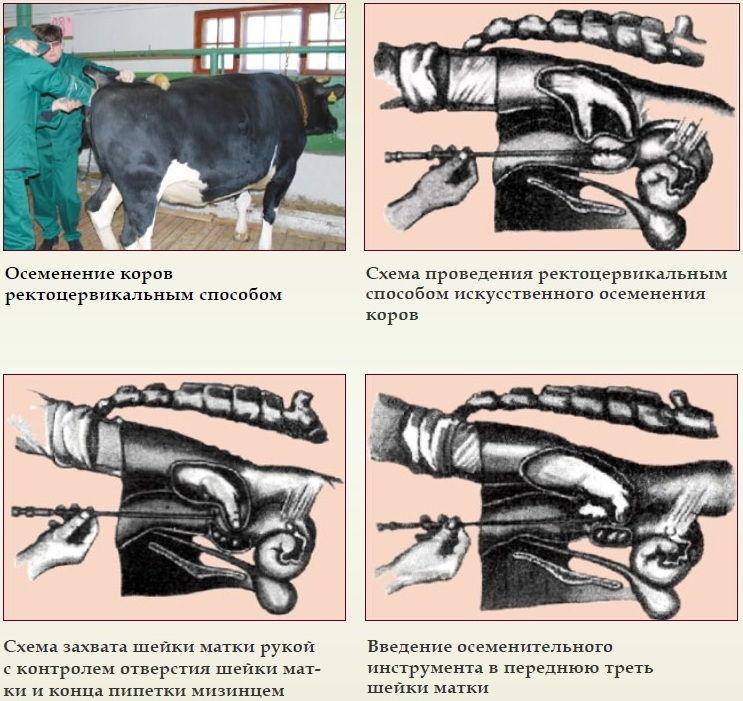 Beschrijving van de visocervicale methode van inseminatie van koeien, instrumenten en schema