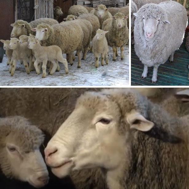 Kuibyšovo avių veislė