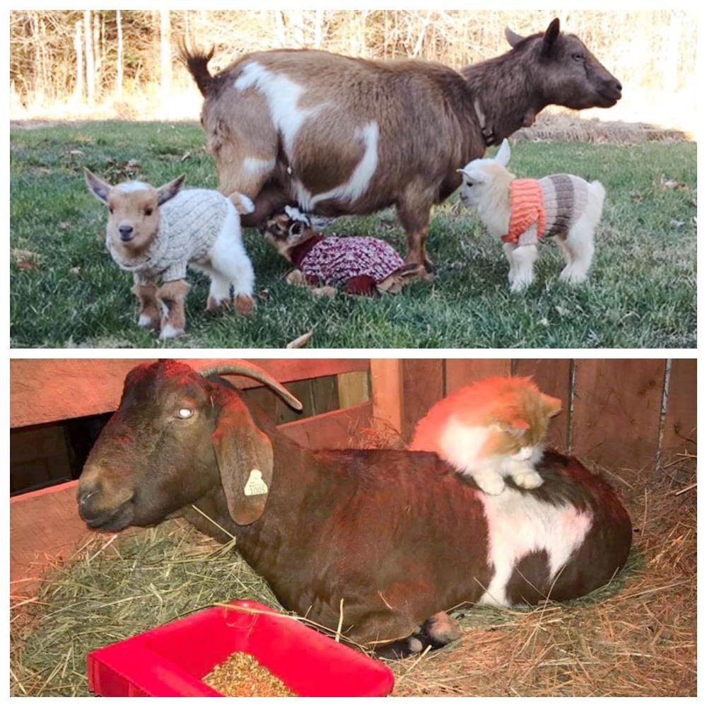 cómo alimentar a una cabra después del parto