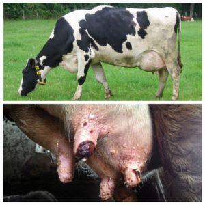Karvės tešmens karpos simptomai ir gydymas, profilaktika