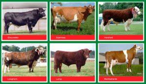 Egenskaper och namn på de bästa köttraserna av tjurar, hur man väljer gödning