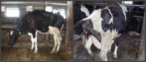 Koľko dní má krava normálny prietok krvi po otelení a anomáliách