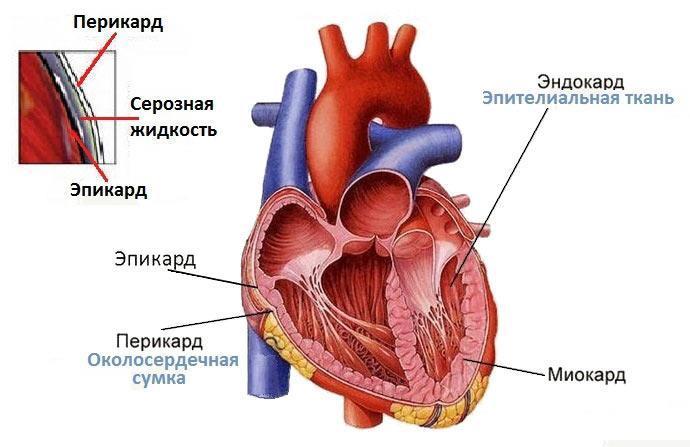 Túi màng ngoài tim (màng ngoài tim)