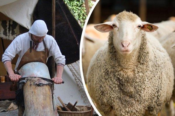 oblékání ovčí kůže doma