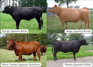 Las mejores razas de vacas veteadas y las complejidades del cultivo, los pros y los contras de la carne.