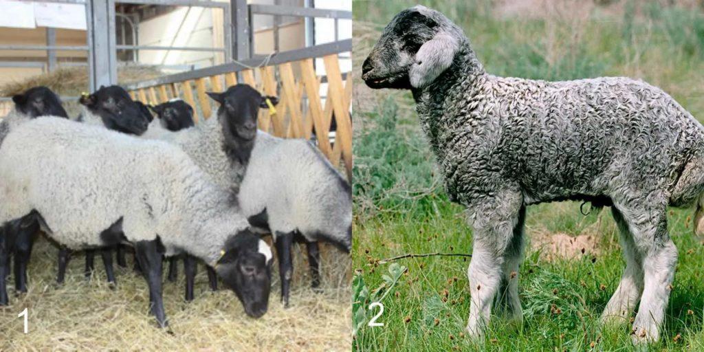Avių veislių klasifikavimo tipai, pagal kuriuos skirstomi kriterijai ir aprašymas