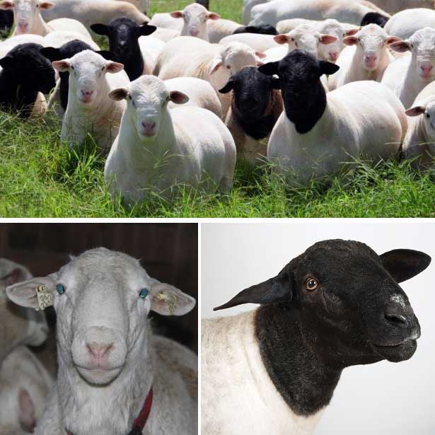 различите овце