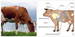 Αιτίες και συμπτώματα απόφραξης του οισοφάγου στα βοοειδή, τρόπος αντιμετώπισης