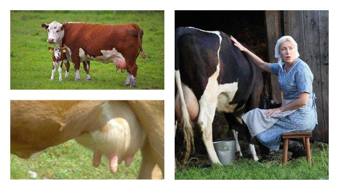 16 bežných chorôb vemien kráv a ich liečba
