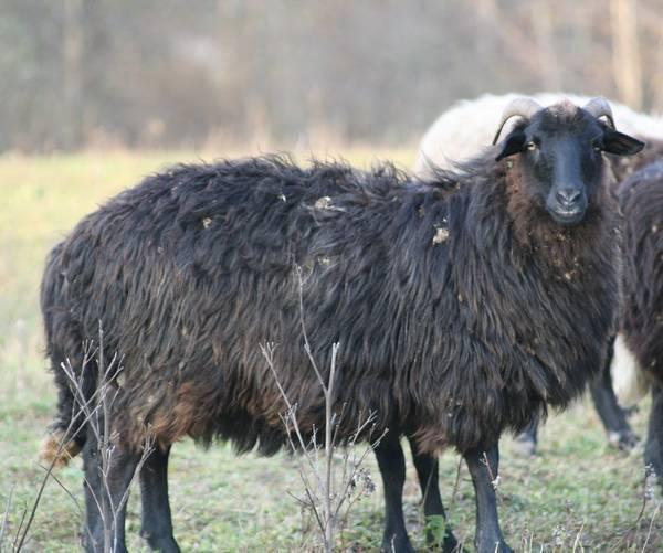 Goat hair: advantages and disadvantages, classification and where it is  applied