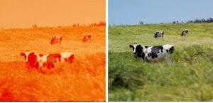 Les vaches et les taureaux font-ils la distinction entre les couleurs et la disposition de leurs yeux, sont-ils daltoniens