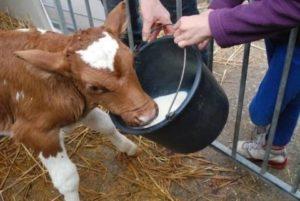 Hvordan man hurtigt træner en kalv til at drikke uden en finger ud af en spand, de bedste metoder og tip