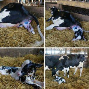 Jak se připravit na narození krávy a adoptovat tele, možné komplikace