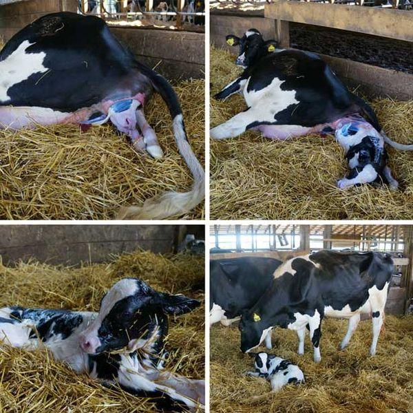 πώς γεννιούνται οι αγελάδες