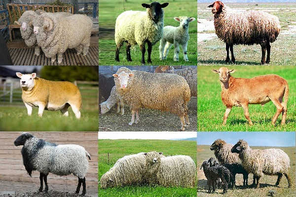 Kā audzēt aitas mājās iesācējiem