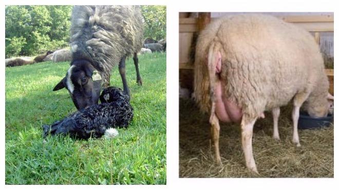 Geburtsprozess von Schafen