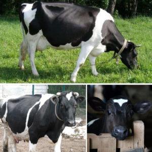Mô tả và đặc điểm của bò thuộc giống Yaroslavl, ưu nhược điểm của chúng