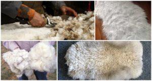 Kokių rūšių produktai gaunami veisiant avis ir kokie yra vertingiausi