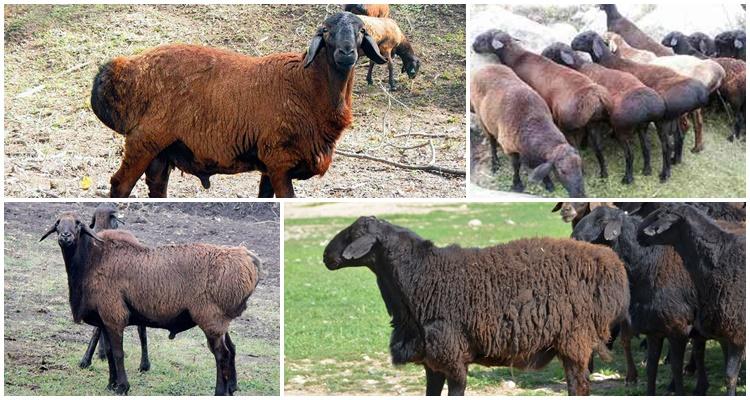 Descripción y características de los carneros de la raza Hissar, sus pros y contras.