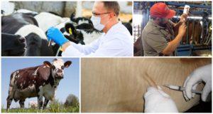 Упутство за употребу вакцине против антракса код говеда и дозирање