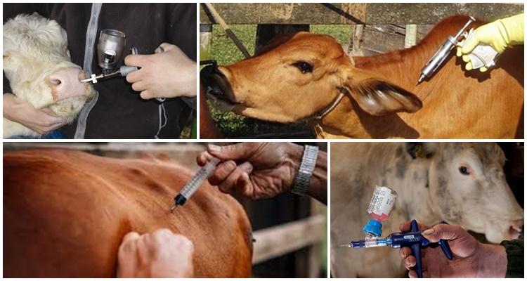 вакцинација против антракса код говеда
