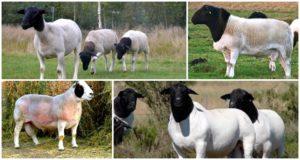 Description and characteristics of dorper sheep, features of their maintenance