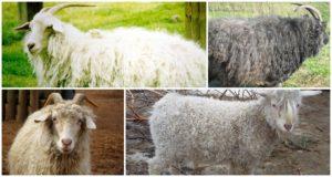 8 populiariausios ožkų veislės, jų charakteristikos ir palyginimas