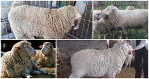 Prekos aitu apraksts un īpašības, apkopes un kopšanas apstākļi