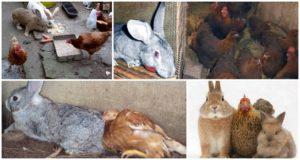 Kan kaniner og kyllinger holdes i samme rum, fordele og ulemper