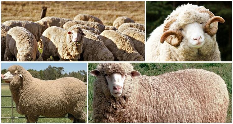 cừu merino