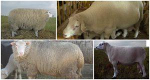 Descripción y características de las ovejas de la raza Tashlin, reglas de mantenimiento.