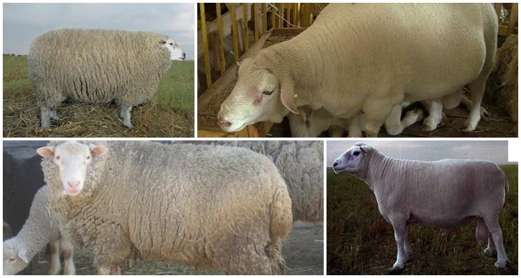 Tashlin breed of sheep