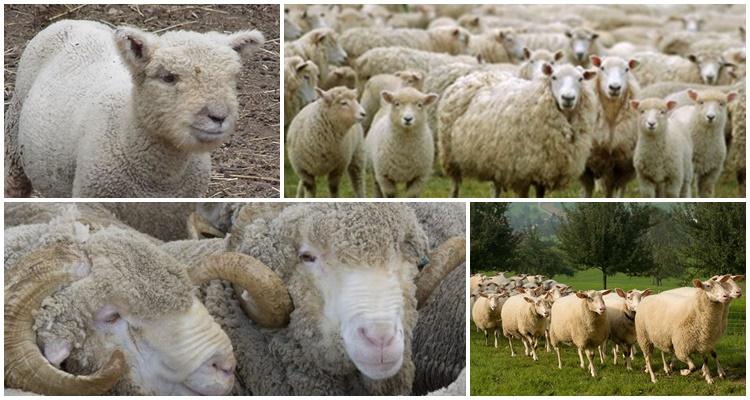 plemená ovčieho mäsa