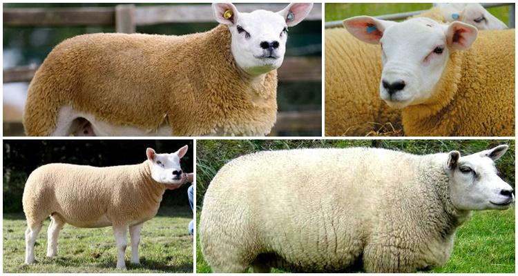 Texel avių veislė