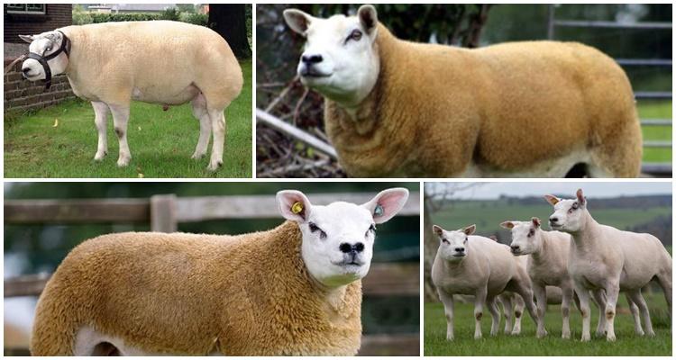 • a bárányok gyorsan növekednek, de 3 hónap elteltével sok súlyt veszítenek.
