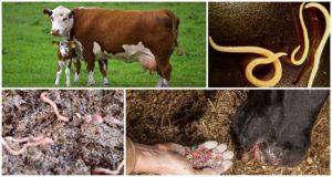 Tegn og symptomer på orme hos køer og kalve, behandling og forebyggelse