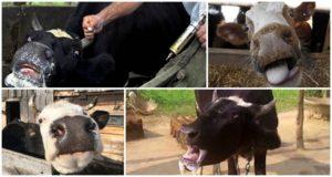 Sintomi e segni della rabbia nei bovini, metodi di trattamento e regimi di vaccinazione