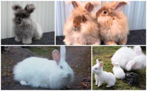 Races populaires de lapins duveteux, règles pour leur entretien et leurs soins