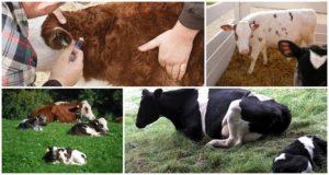 Sintomi della criptosporidiosi nei vitelli, vie di infezione e metodi di trattamento per i bovini