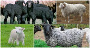Opis a charakteristika oviec Karakul, pravidlá chovu