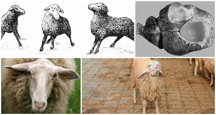 koenuróza ovcí